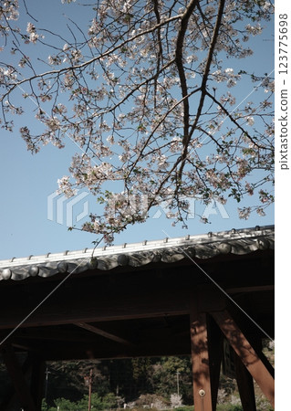 Cherry blossoms and old Japanese roofs 123775698