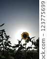 Sunflowers - Growing in the Sun 123775699