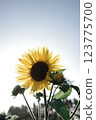Sunflowers - full of energy under the sun 123775700