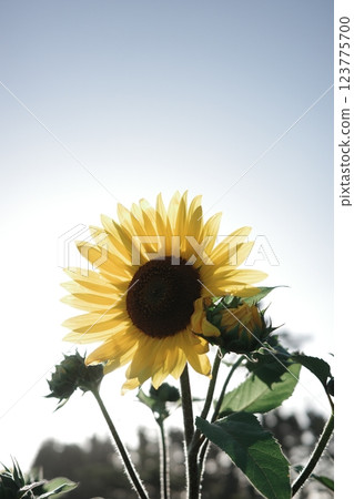 Sunflowers - full of energy under the sun Sunflowers - full of energy under the sun 123775700