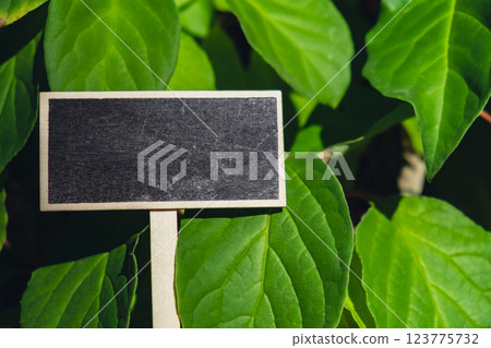 Blackboard empty copy space for advertisement on farm harvesting background of eco-friendly sustainable growth green leaves lemongrass. Place for text template mock up farm core healthy agricultural Blackboard empty copy space for advertisement on farm harvesting background of eco-friendly sustainable growth green leaves lemongrass. Place for text template mock up farm core healthy agricultural 123775732
