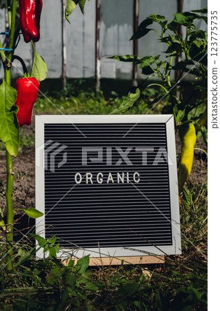 ORGANIC message on background of fresh eco-friendly bio grown bell pepper in garden. Countryside food production concept. Locally produce harvesting. Sustainability 123775735