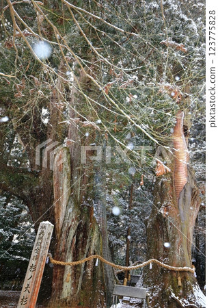[Kochi Prefecture] Snow falls on Japan's largest cedar tree 123775828