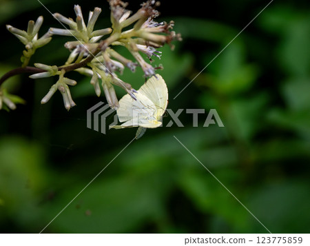 Northern Spotted Butterfly 123775859