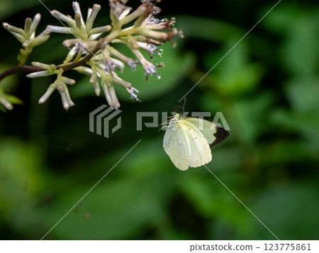 Northern Spotted Butterfly 123775861