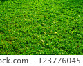 Green grass on garden texture background. 123776045