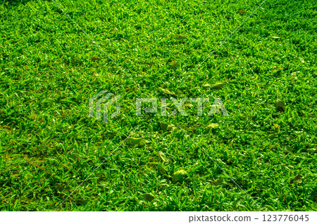 Green grass on garden texture background. Green grass on garden texture background. 123776045