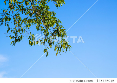 Green leaves and tree branch with clear blue sky background. 123776046