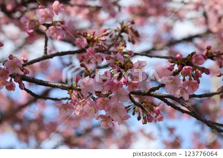 Pink flowers of early-blooming Kawazuzakura cherry blossoms blooming in a park in early spring 123776064