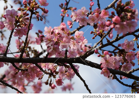 Pink flowers of early-blooming Kawazuzakura cherry blossoms blooming in a park in early spring Pink flowers of early-blooming Kawazuzakura cherry blossoms blooming in a park in early spring 123776065