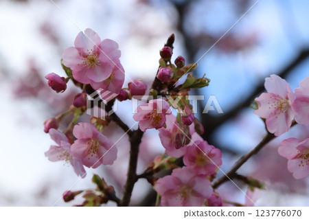 早春時節，園區內盛開的粉紅河津櫻花 123776070