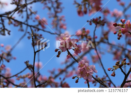 Pink flowers of early-blooming Kawazuzakura cherry blossoms blooming in a park in early spring 123776157