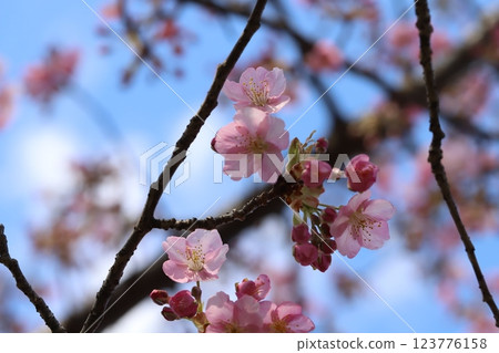 Pink flowers of early-blooming Kawazuzakura cherry blossoms blooming in a park in early spring 123776158