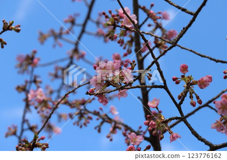 Pink flowers of early-blooming Kawazuzakura cherry blossoms blooming in a park in early spring Pink flowers of early-blooming Kawazuzakura cherry blossoms blooming in a park in early spring 123776162