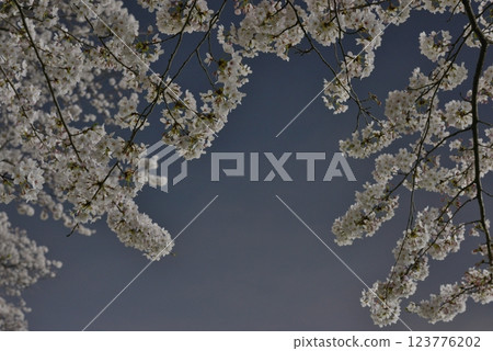 入間川沿岸櫻花線，盛開的櫻花在春日朦朧的夜空襯托下 123776202