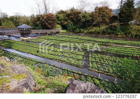 Daio Wasabi Farm Wasabi Field Daio Wasabi Farm Wasabi Field 123776287