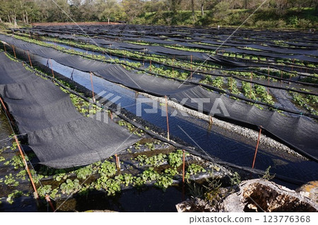 大王山葵農場 山葵田 大王山葵農場 山葵田 123776368
