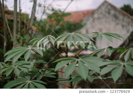 Young cassava tree with vibrant green leaves growing in a rural farmland setting Young cassava tree with vibrant green leaves growing in a rural farmland setting 123776929