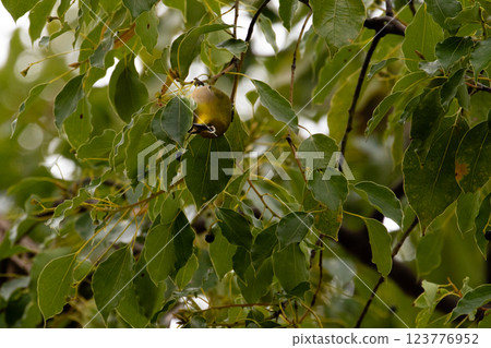 White-eye White-eye 123776952