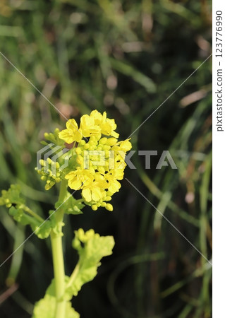 Yellow rapeseed flowers blooming in a field in early spring 123776990
