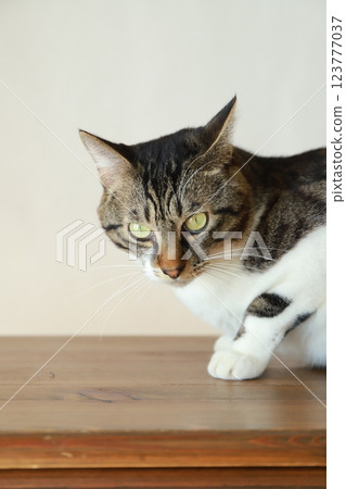 Sharp-eyed cat 123777037