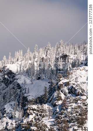 Snow-covered tree tops in Yosemite Snow-covered tree tops in Yosemite 123777186