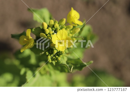早春田野上盛開的黃色油菜花 早春田野上盛開的黃色油菜花 123777187