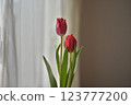 Tulip 123777200