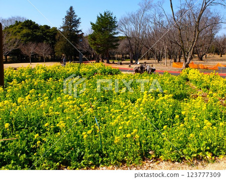 Spring Saitama Prefecture Wako Forest Park Spring Saitama Prefecture Wako Forest Park 123777309