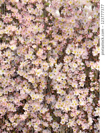 Cut flower Keiozakura Cut flower Keiozakura 123777377