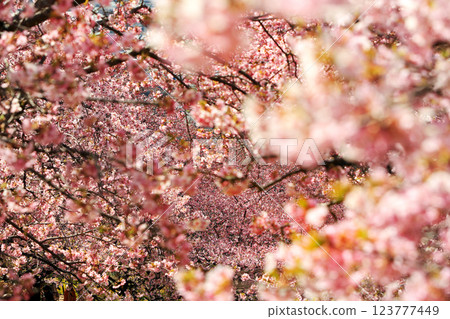 神奈川縣松田町的河津櫻花 - 西幡平公園的櫻花盛開 神奈川縣松田町的河津櫻花 - 西幡平公園的櫻花盛開 123777449