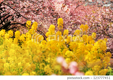 Kawazu cherry blossoms in Matsuda Town, Kanagawa Prefecture - Cherry blossoms spreading across Nishihataira Park Kawazu cherry blossoms in Matsuda Town, Kanagawa Prefecture - Cherry blossoms spreading across Nishihataira Park 123777451