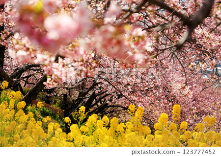 神奈川縣松田町的河津櫻花 - 西幡平公園的櫻花盛開 神奈川縣松田町的河津櫻花 - 西幡平公園的櫻花盛開 123777452