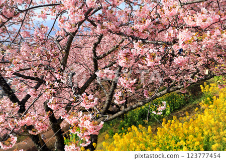 Kawazu cherry blossoms in Matsuda Town, Kanagawa Prefecture - Cherry blossoms spreading across Nishihataira Park Kawazu cherry blossoms in Matsuda Town, Kanagawa Prefecture - Cherry blossoms spreading across Nishihataira Park 123777454