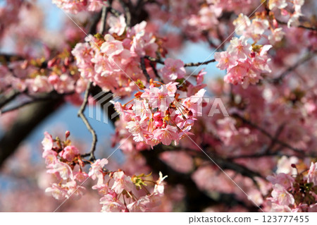 Kawazu cherry blossoms in Matsuda Town, Kanagawa Prefecture - Cherry blossoms spreading across Nishihataira Park Kawazu cherry blossoms in Matsuda Town, Kanagawa Prefecture - Cherry blossoms spreading across Nishihataira Park 123777455