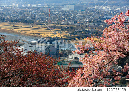 神奈川縣松田町的河津櫻花 - 西幡平公園的櫻花盛開 神奈川縣松田町的河津櫻花 - 西幡平公園的櫻花盛開 123777459