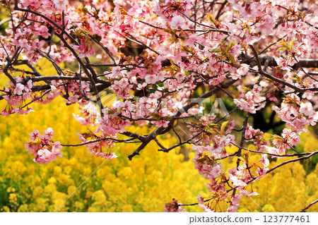 Kawazu cherry blossoms in Matsuda Town, Kanagawa Prefecture - Cherry blossoms spreading across Nishihataira Park Kawazu cherry blossoms in Matsuda Town, Kanagawa Prefecture - Cherry blossoms spreading across Nishihataira Park 123777461