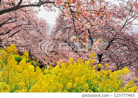 神奈川縣松田町的河津櫻花 - 西幡平公園的櫻花盛開 神奈川縣松田町的河津櫻花 - 西幡平公園的櫻花盛開 123777463