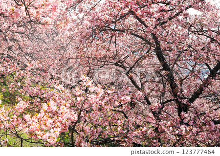 Kawazu cherry blossoms in Matsuda Town, Kanagawa Prefecture - Cherry blossoms spreading across Nishihataira Park Kawazu cherry blossoms in Matsuda Town, Kanagawa Prefecture - Cherry blossoms spreading across Nishihataira Park 123777464
