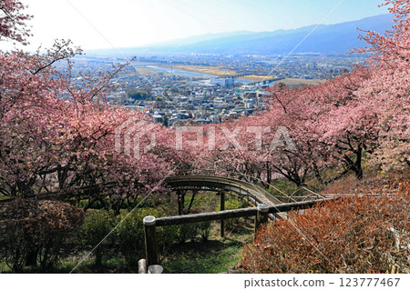 Kawazu cherry blossoms in Matsuda Town, Kanagawa Prefecture - Cherry blossoms spreading across Nishihataira Park 123777467