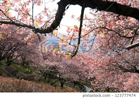 神奈川縣松田町的河津櫻花 - 西幡平公園的櫻花盛開 123777474