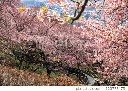 Kawazu cherry blossoms in Matsuda Town, Kanagawa Prefecture - Cherry blossoms spreading across Nishihataira Park Kawazu cherry blossoms in Matsuda Town, Kanagawa Prefecture - Cherry blossoms spreading across Nishihataira Park 123777475