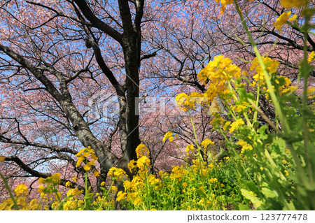 神奈川縣松田町的河津櫻花 - 西幡平公園的櫻花盛開 123777478