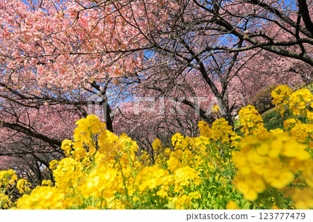 Kawazu cherry blossoms in Matsuda Town, Kanagawa Prefecture - Cherry blossoms spreading across Nishihataira Park Kawazu cherry blossoms in Matsuda Town, Kanagawa Prefecture - Cherry blossoms spreading across Nishihataira Park 123777479
