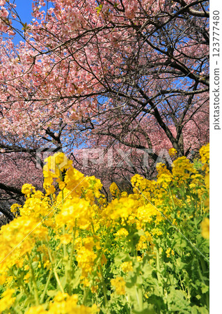Kawazu cherry blossoms in Matsuda Town, Kanagawa Prefecture - Cherry blossoms spreading across Nishihataira Park Kawazu cherry blossoms in Matsuda Town, Kanagawa Prefecture - Cherry blossoms spreading across Nishihataira Park 123777480