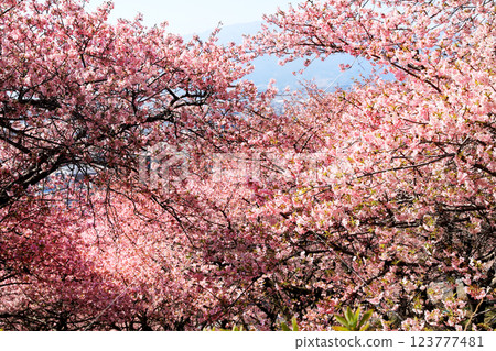 Kawazu cherry blossoms in Matsuda Town, Kanagawa Prefecture - Cherry blossoms spreading across Nishihataira Park 123777481