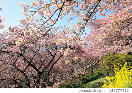 Kawazu cherry blossoms in Matsuda Town, Kanagawa Prefecture - Cherry blossoms spreading across Nishihataira Park 123777482