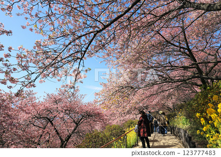 Kawazu cherry blossoms in Matsuda Town, Kanagawa Prefecture - Cherry blossoms spreading across Nishihataira Park 123777483
