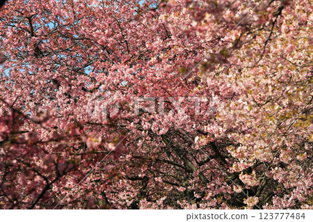 Kawazu cherry blossoms in Matsuda Town, Kanagawa Prefecture - Cherry blossoms spreading across Nishihataira Park 123777484