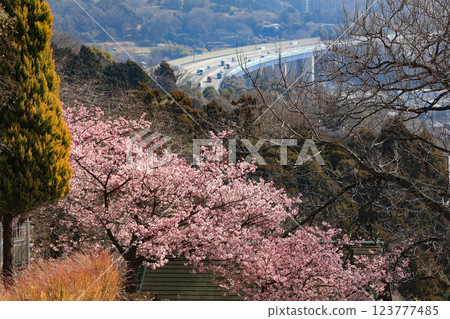 神奈川縣松田町的河津櫻花 - 西幡平公園的櫻花盛開 神奈川縣松田町的河津櫻花 - 西幡平公園的櫻花盛開 123777485